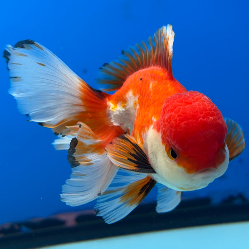 Thai Oranda Tri-Color/Apache 2.5” Body Male(CK-857)R3B17