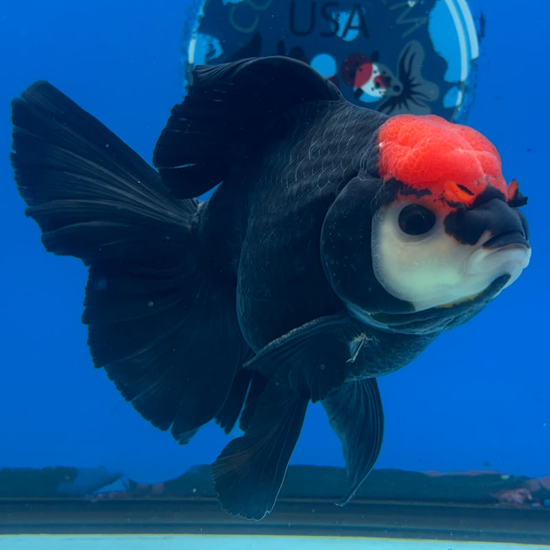 Thai Oranda Tri-Color 4” Body Male(CK-1206)SHOWTANK