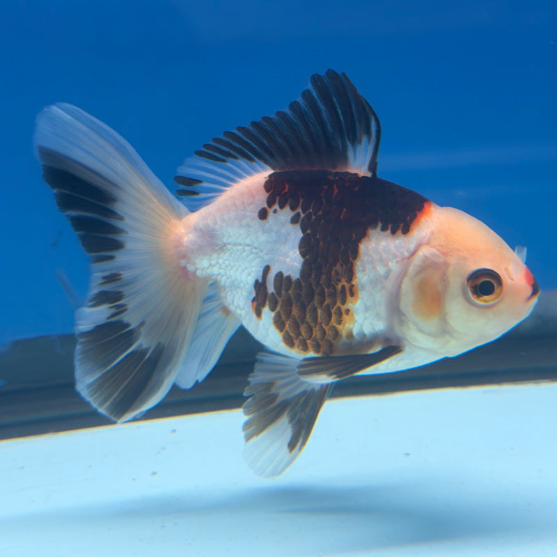 Thai Oranda Panda 3in Female (FEB-322)R2B07