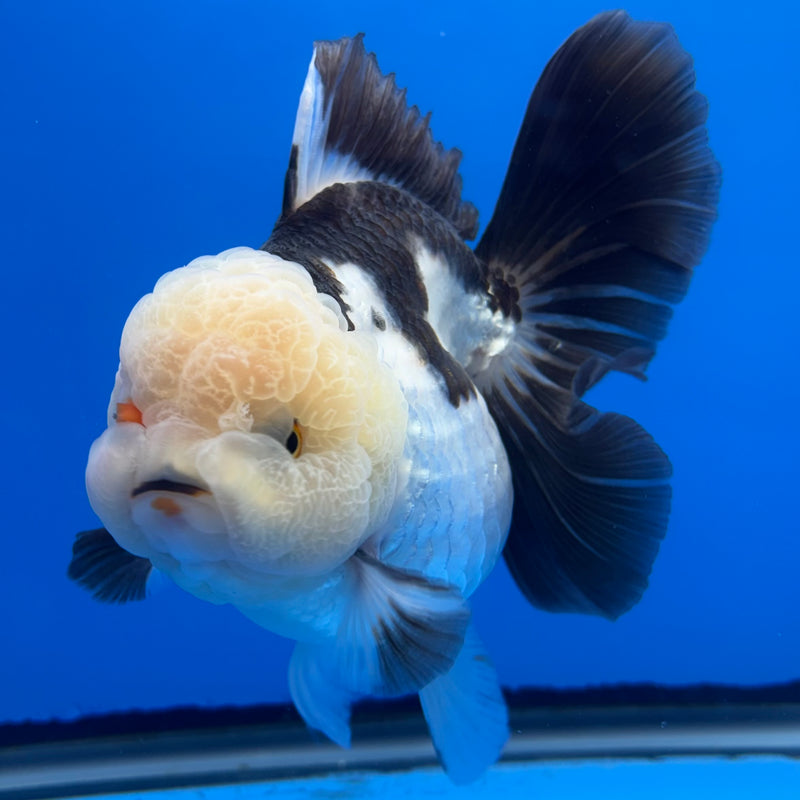 Thai Oranda AA JUMBO Panda 4” Body Female(AA-CK-1351)R1BLUETUB3