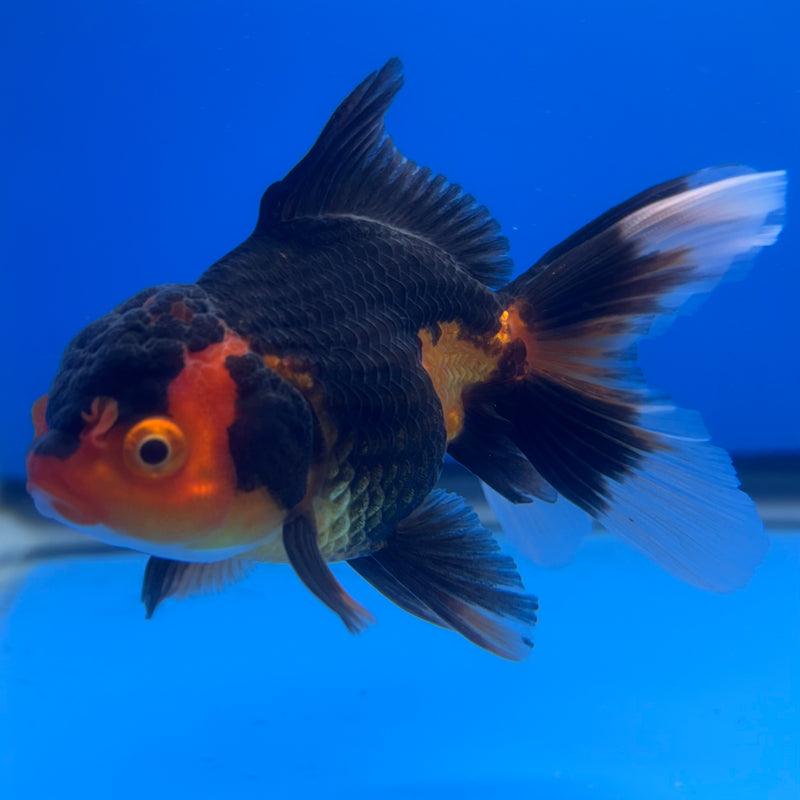Thai Oranda Apache 2.5” Body Female(CK-1246)R3B09