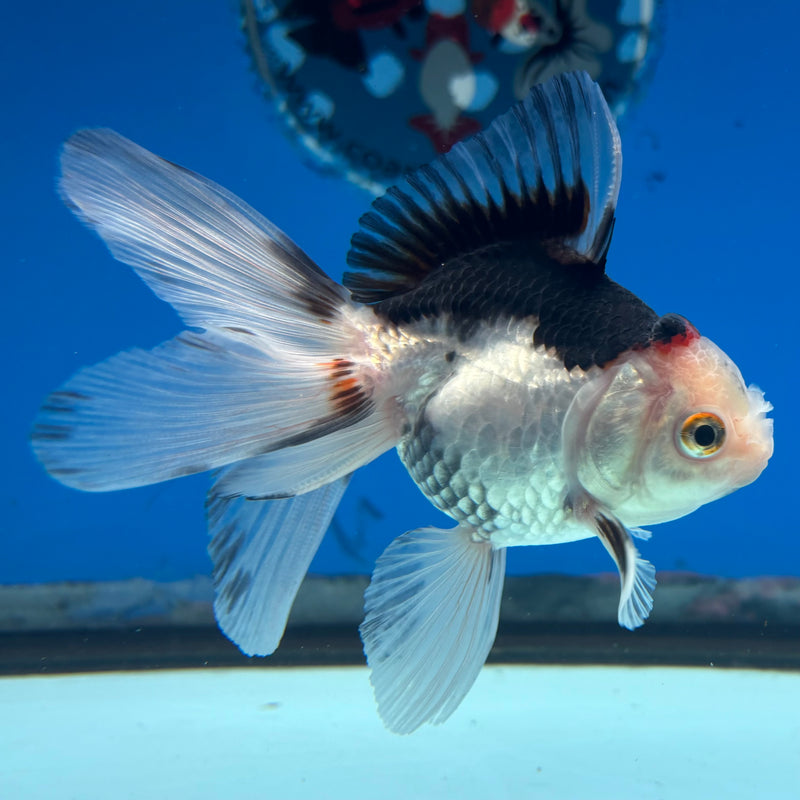 Thai Oranda Tri-Color 2.5” Body Female(CK-1014)R3B15