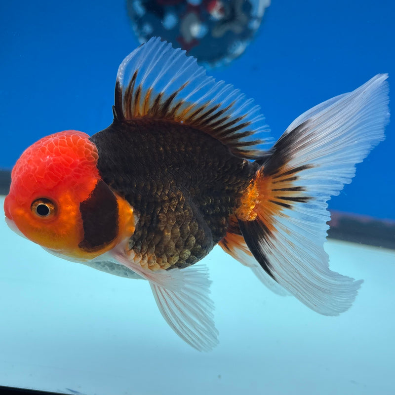 Thai Oranda Apache 3.5” Body Male(CK-912)R1BLUETUB4