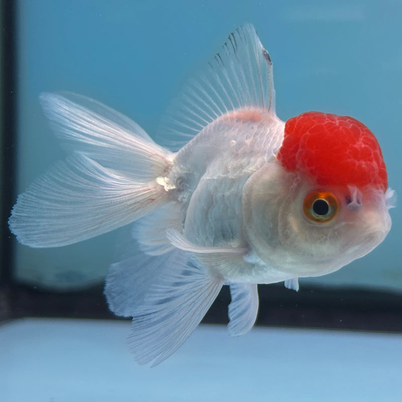 Thai Red-Cap Oranda 2“ Body Female (JCD-122) R4B07