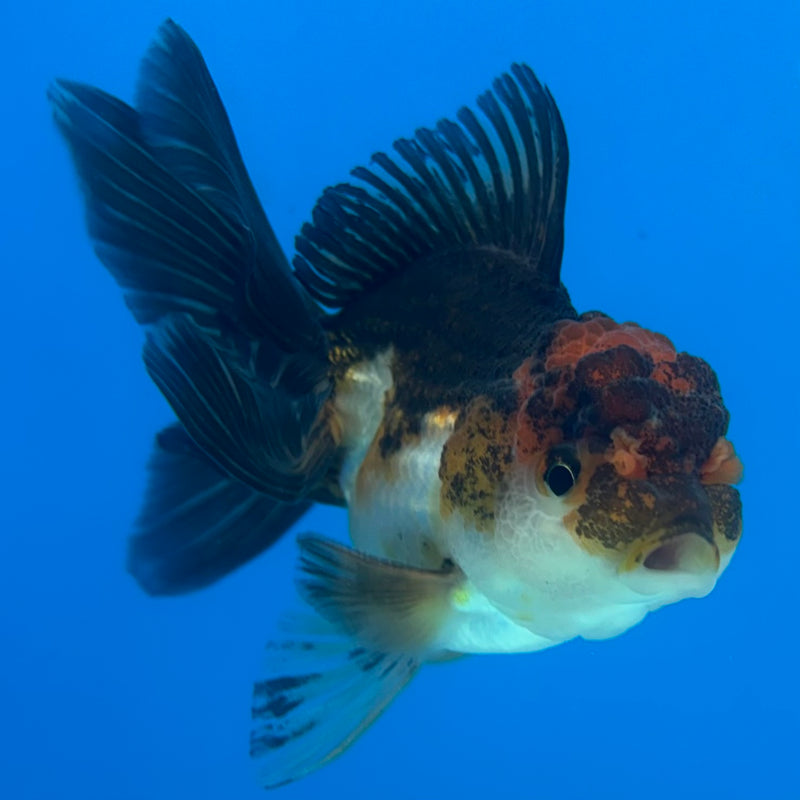 Thai Oranda Apache/Tri-Color 2.5" Male(CK-1527)R3B13