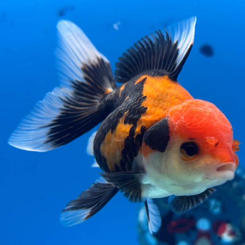Thai Oranda Apache 2.5” Body Female(CK-1293)R3B01