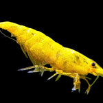 Live Freshwater Aquarium Premium Yellow Fire 24k Shrimp/ Yellow Pumpkin 10/$30, 20/$50 (FS-037)
