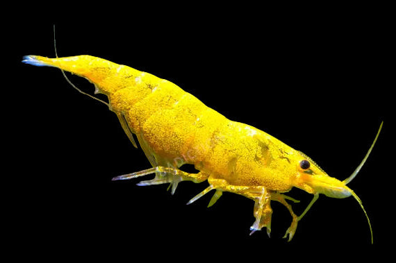Live Freshwater Aquarium Premium Yellow Fire 24k Shrimp/ Yellow Pumpkin 10/$25, 20/$40 (FS-037)