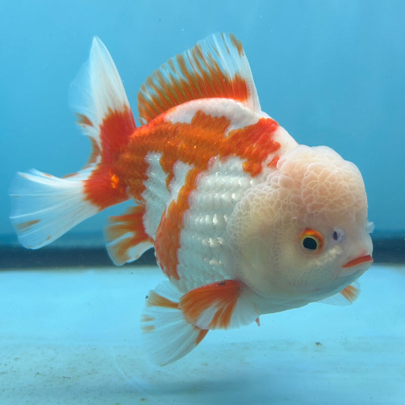 Thai Premium Jumbo Red/White Lemon Head Short Tail Giant Breed 5.00 inch Body Oranda Male (CRP-JO1010)