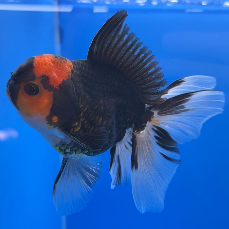 Thai Oranda Black Body Red Cap/Apache 3” Body Male(CK-730)R1B01