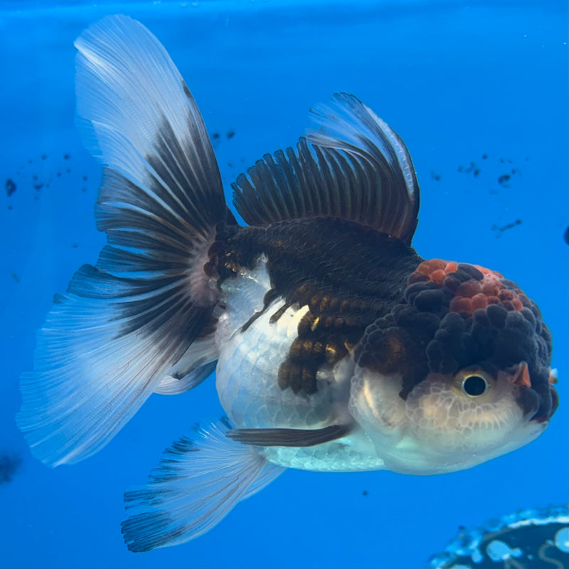 Thai Oranda Tri-Color 3” Body Female(CK-972)R3B10