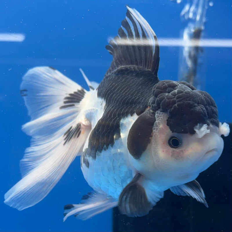Thai Oranda JUMBO Panda 4” Body Female(CK-1368)R1B12