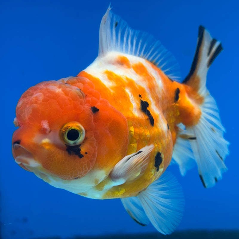 Thai Oranda Tri-Color Calico 3” Body Female(CK-1494)R3A05