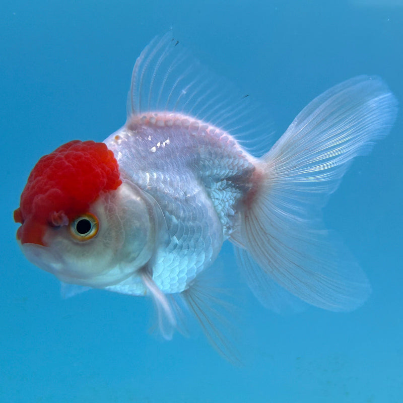 Thai Red-Cap Oranda 2“ Body Male (JCD-139)R4B05