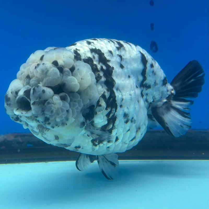 Thai Ranchu White Tiger 4.5” Body Female(BIN-CK-1037)R1BLUETUB2