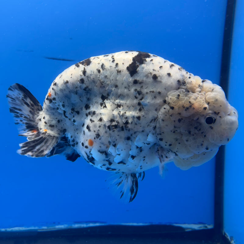 Thai Super Jumbo Calico Ranchu 6” Body Male(CK-CRP-JO1141)