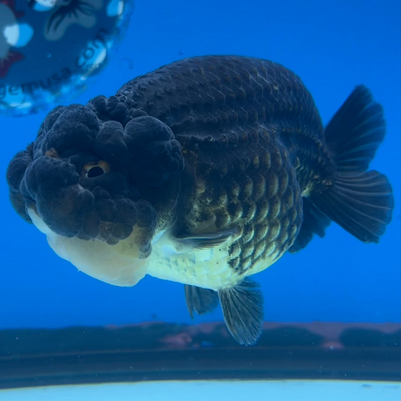 Thai Ranchu SPECIAL COLOR Apache 3.5” Body Female(CK-1135)R1A07