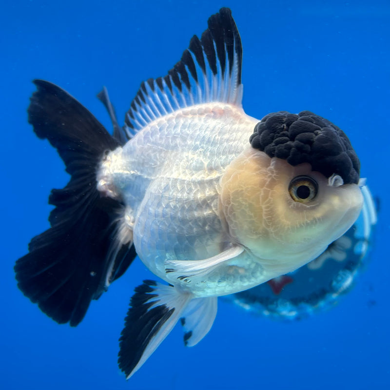 Thai Oranda Panda 3.5" Female(CK-1537)R2A07
