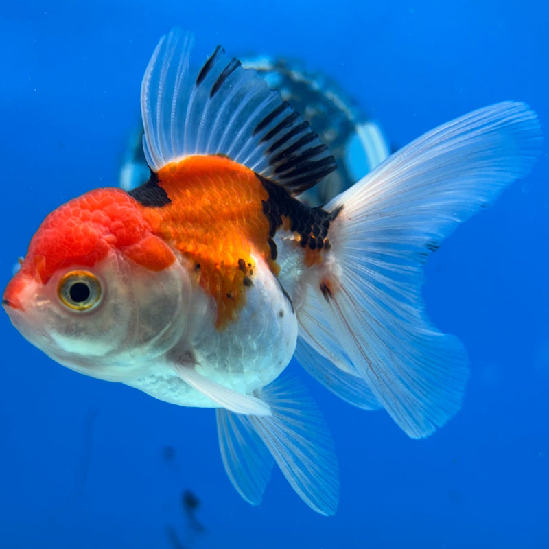 Thai Tri-Color Oranda 2” Body Female (JCD-213)R4B01