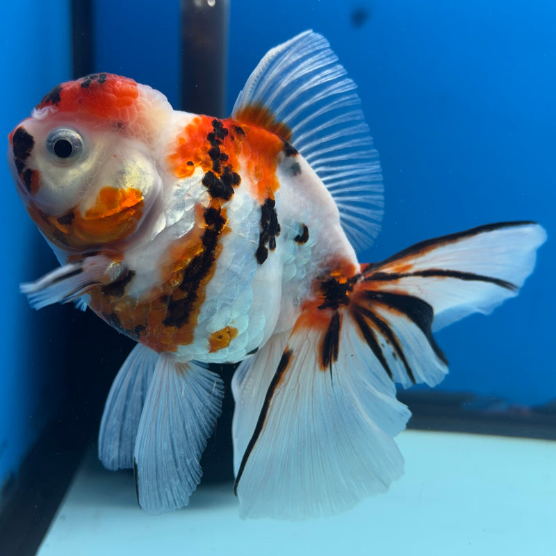 Thai Oranda Tri-Color Tiger Calico 3.5” Female(BIN-CK-1066)SHOWTANK2