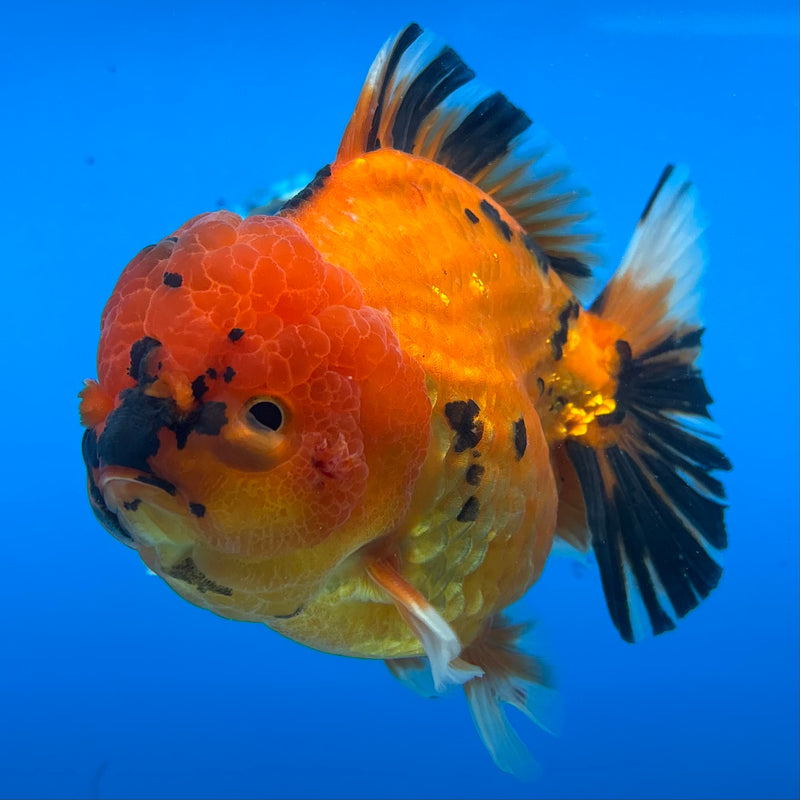 Thai Oranda Calico Tiger 3.5” Body Male(CK-1511)BLUETUB-D