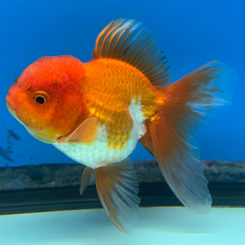 Thai Oranda Tri-Color 2.5” Body Male(CK-990)R3B07