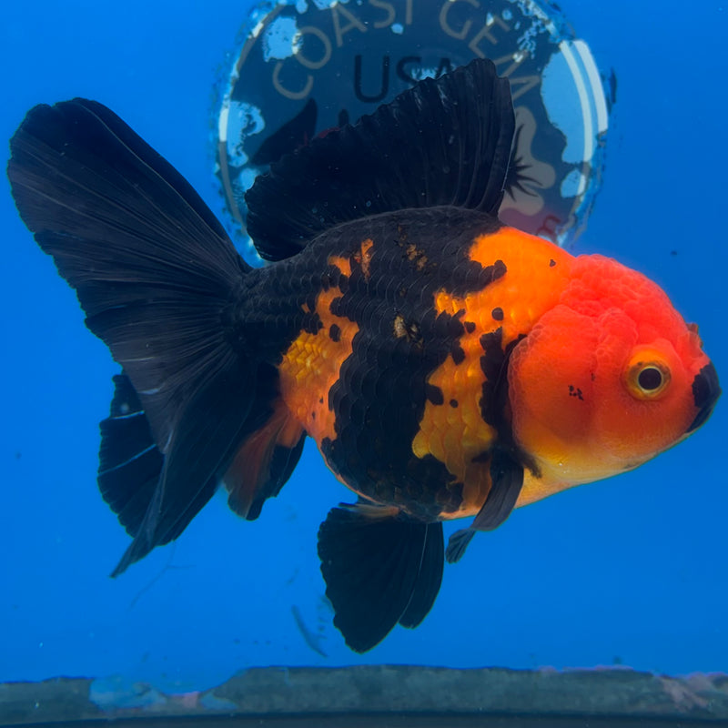 Thai Oranda Apache 4” Body Female(CK-1482)R2B16