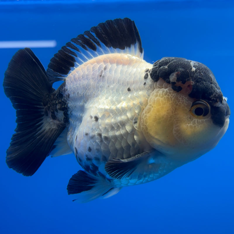 Thai Premium Oranda Yuanbao Panda 4” Body Male(CK-767)R1BlueTub4