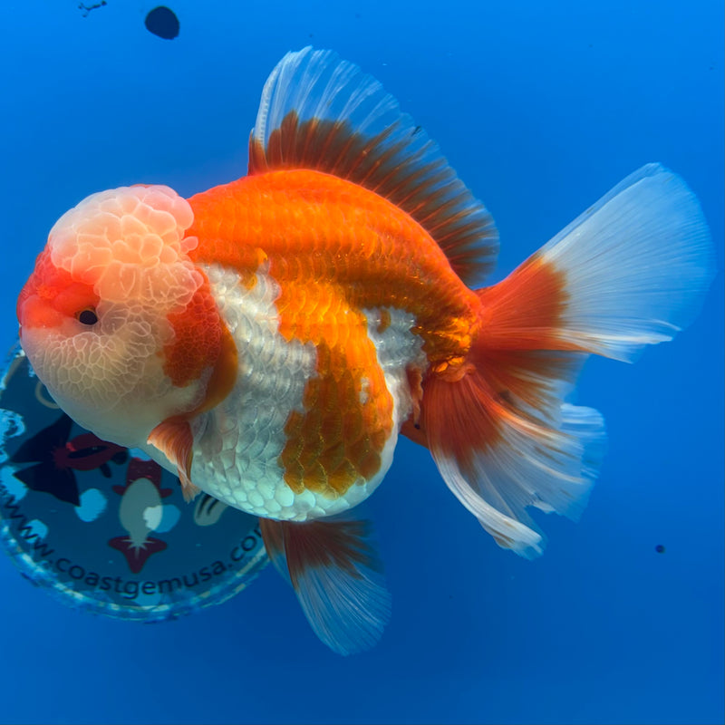 Thai Jumbo Oranda Red/White 4.5” Body Female(CRP-CK-1085)BLUETUB2