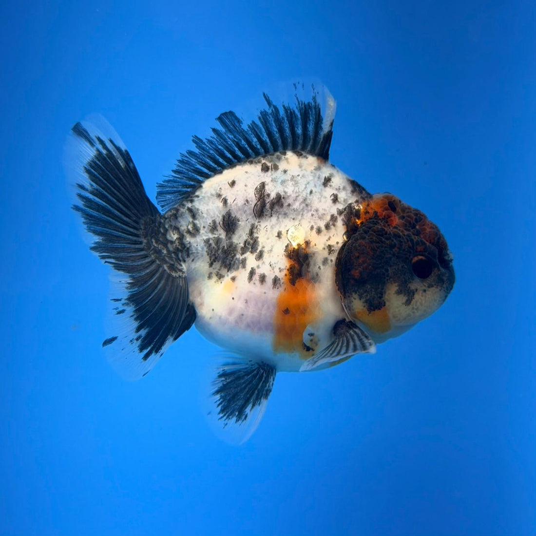 (KP-258) SHOGUN 2.5'' Calico Oranda (TUB15)