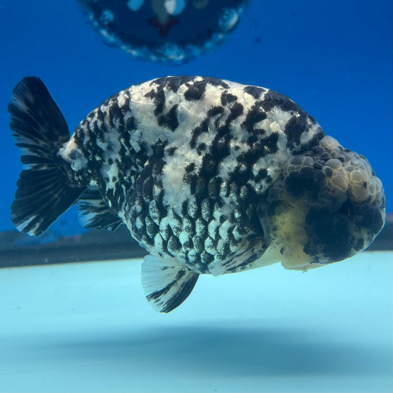 Thai Ranchu JUMBO Granite Calico 4.5” Body Male(BIN-CK-1049)SHOWTANK2
