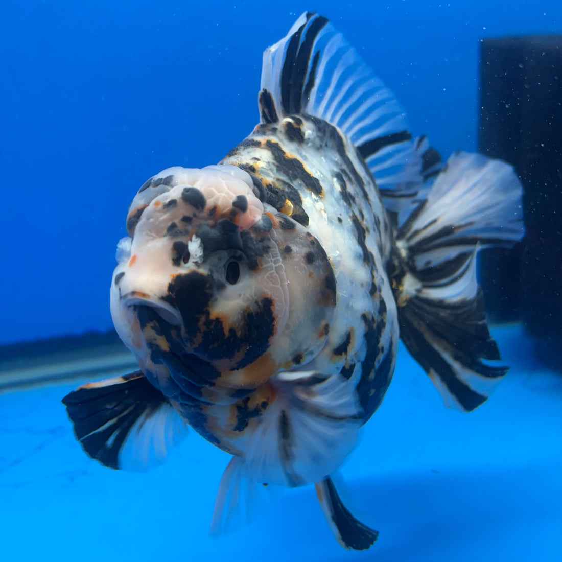Thai Oranda Tri-Color Tiger 4" Male(NKT-CK-1573)BLUETUB-B