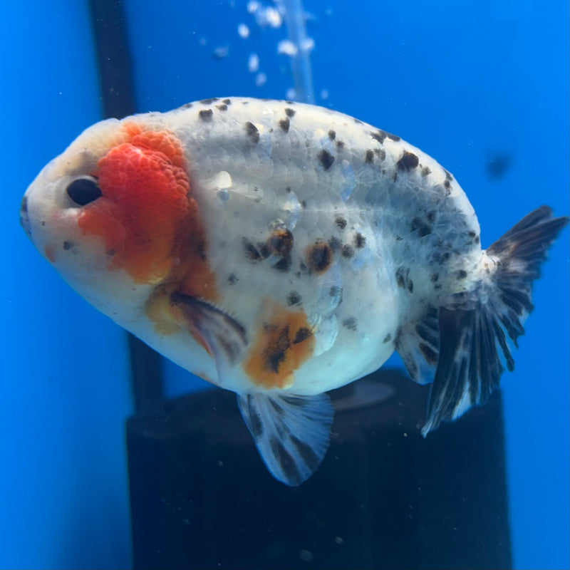 Thai Ranchu Tri-Color Calico 3.5” Body Male(CK-937)R2C03