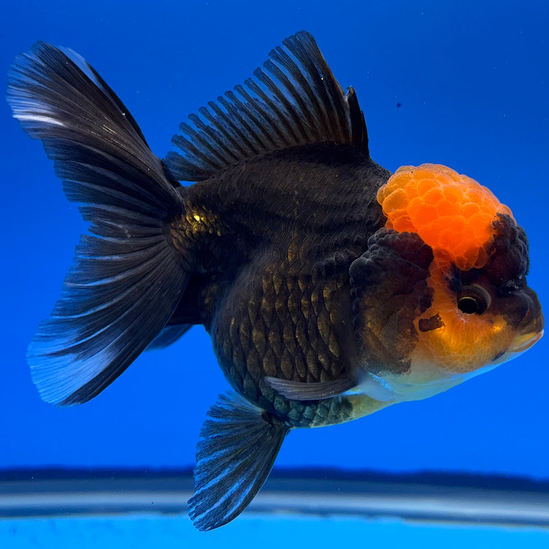 Thai Oranda Black Body Red Cap 3” Body Female(CK-1228)R1B08