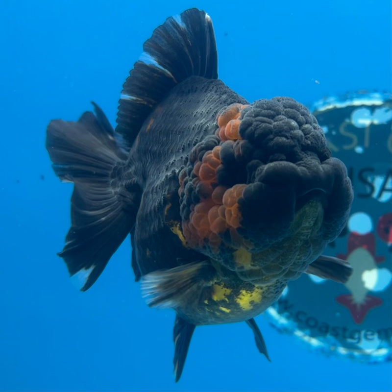 Thai Oranda Tri-Color 3” Body Female(QGF-CK-1100)SHOWTANK