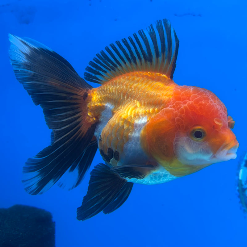 Thai Oranda Apache 3.5” Body Female(CK-908)R1BLUETUB4