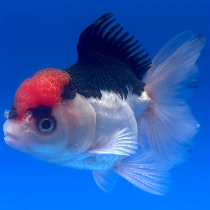 Thai Oranda Tri-Color 2.5” Body Male(CK-1252)R3B08