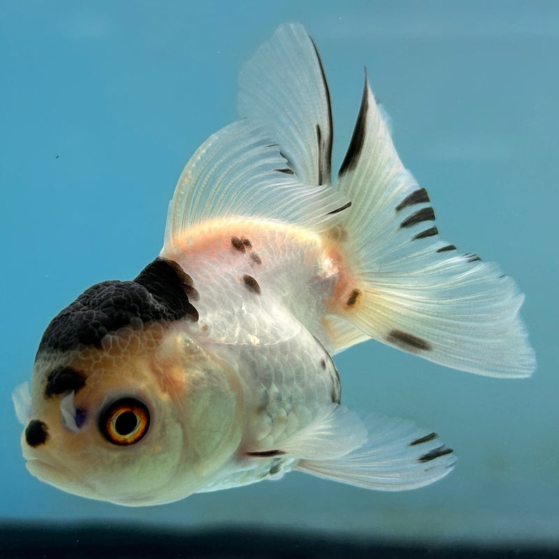 Thai Panda Oranda 2“ Body Female (JCD-130) R4B11