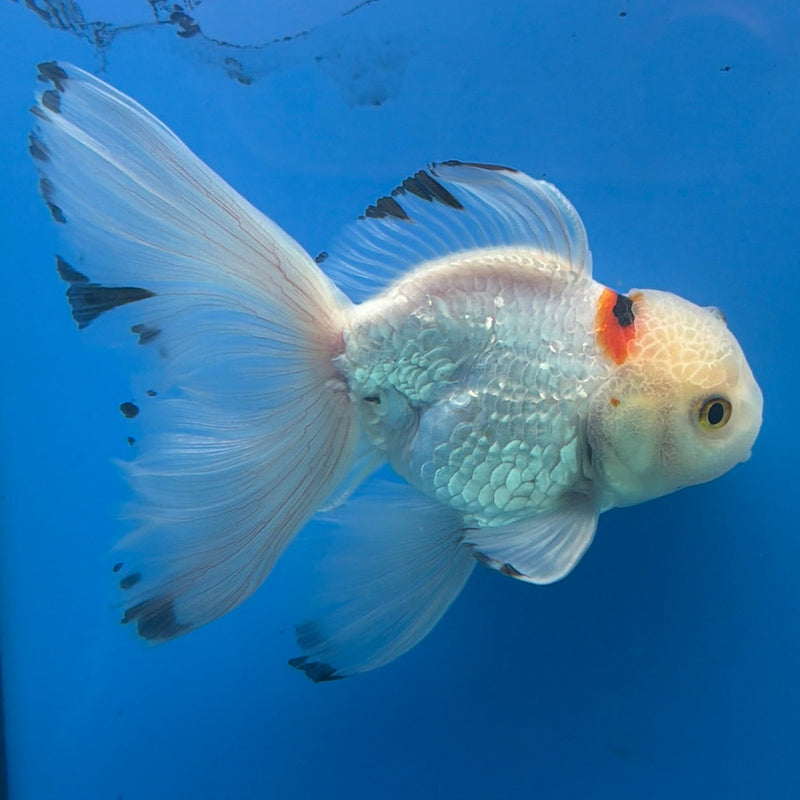 Thai Oranda Lemonhead Tri-Color 3in Female (FEB-296)R2B06