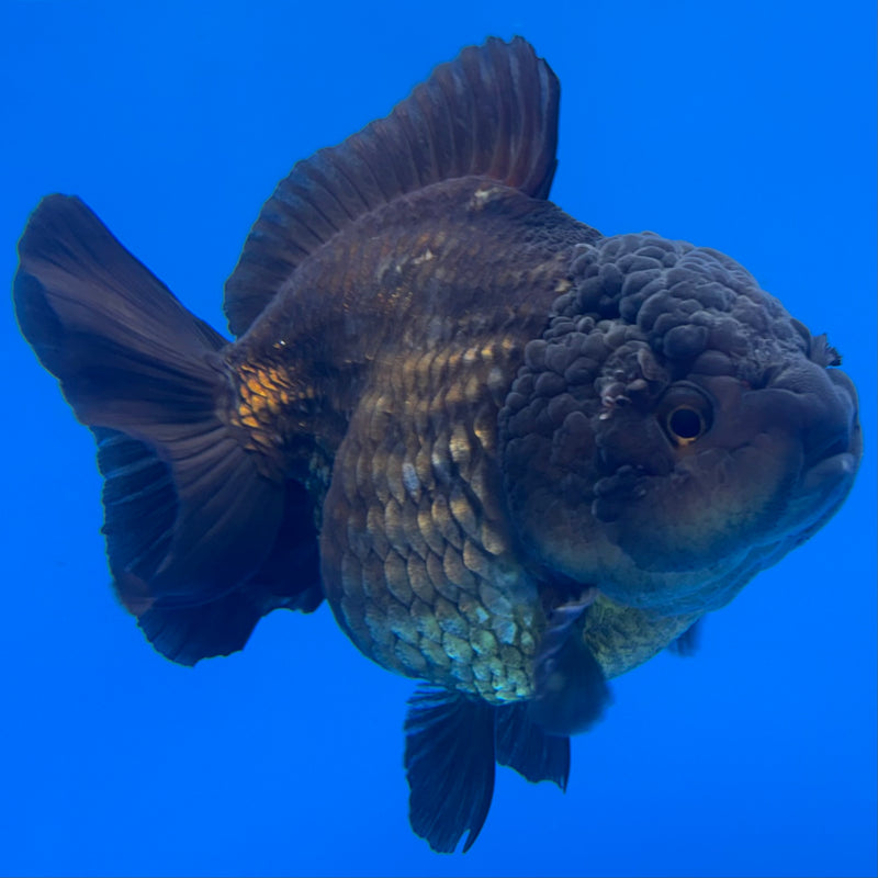 Thai Oranda JUMBO Full Black 4” Body Male(QGF-CK-1341)BLUETUB1