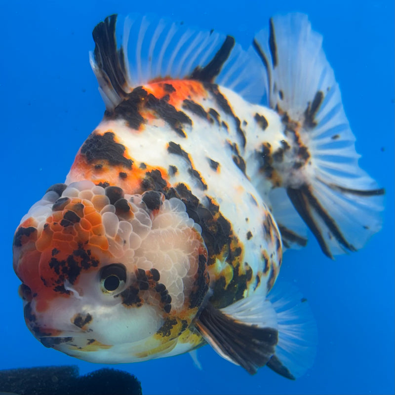 Thai Oranda Tri-Color Calico Tiger 5” Body Female(NKT-CK-1029)SHOWTANK2