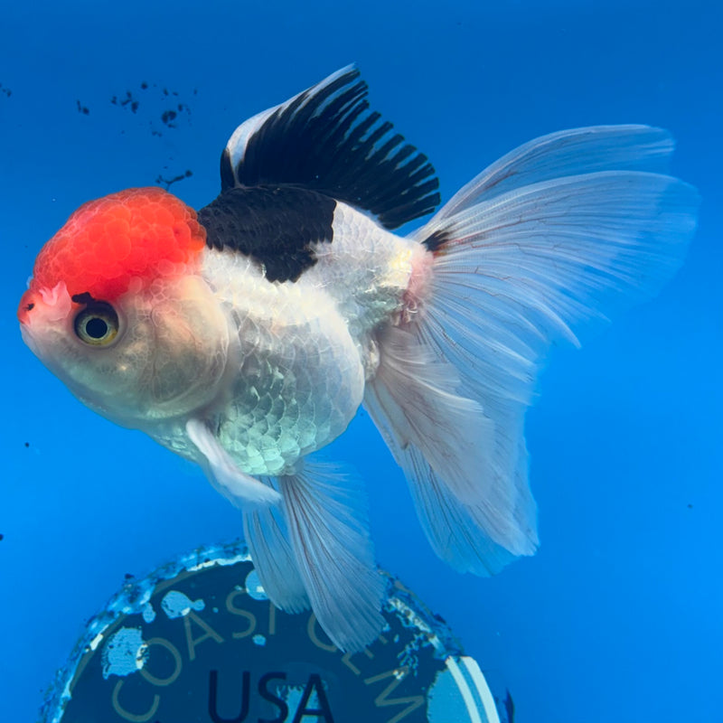 Thai Oranda Tri-Color 3.5” Body Female(CK-921)R1BLUETUB4