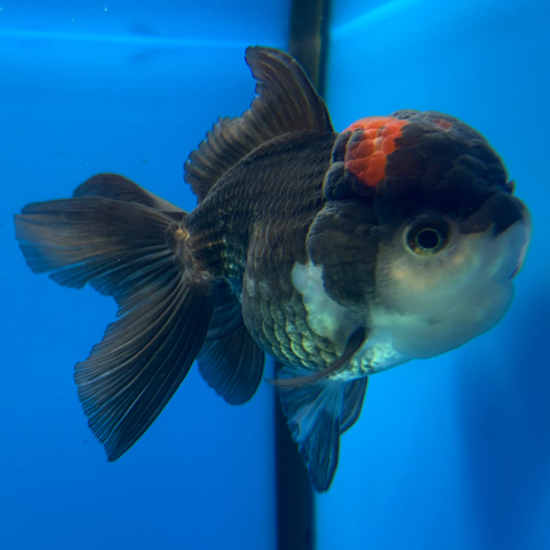 Thai Oranda Tri-Color 3” Body Female(CK-1138)R3A14