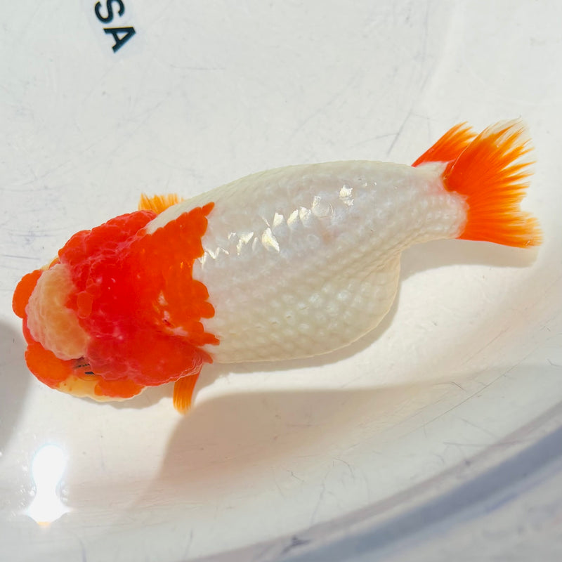 Thai Top View Red Head Ranchu A Grade 3.5” Body Female(CK-881)BLUETUB1