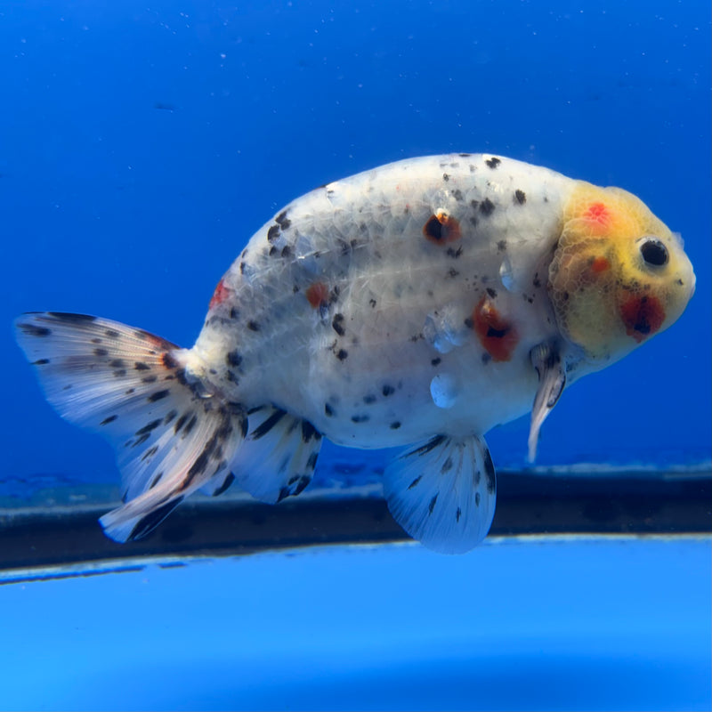 Thai Ranchu Lemon Head Tri-Color Calico 3.5” Body Male(CK-951)R2C03