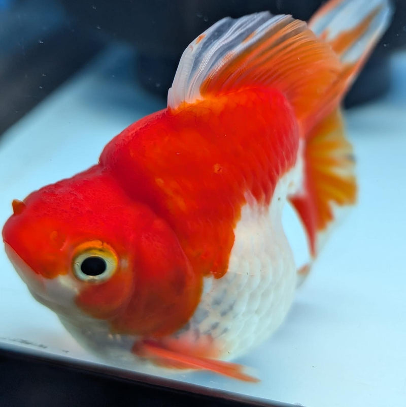 (KP-233) Red & White Thai Ryukin 2.5'' Male Show Quality R3B15