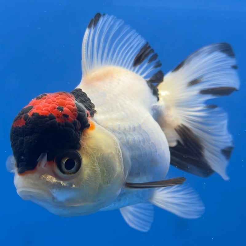 Thai Oranda Tri-Color 2.5” Body Female(CK-780)R3A15