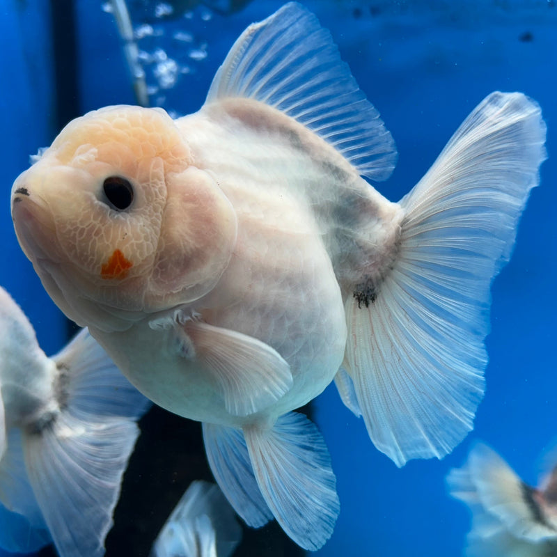 Premium Fancy Thai Marble Kirin Oranda 3.5” Body Female (JCD-204)R2C05