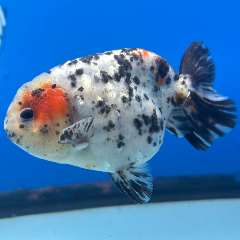 Thai Ranchu Tri-Color Calico 3.5” Body Male(CK-947)R2C03