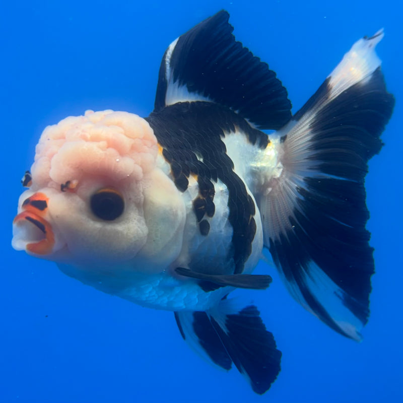 Thai Oranda Panda 3” Body Female(CK-1381)R1B11